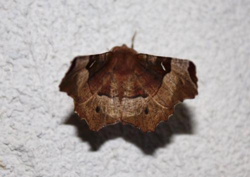 Selenia tetralunaria